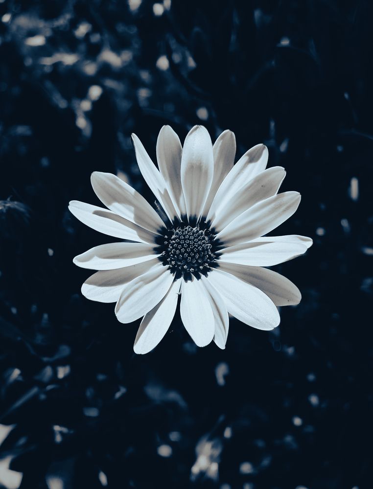 Photograph by Asmaa ELTouny