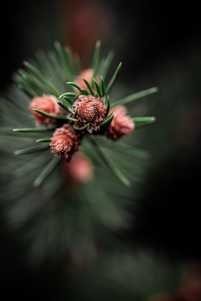 Photograph by Альфия Галеева