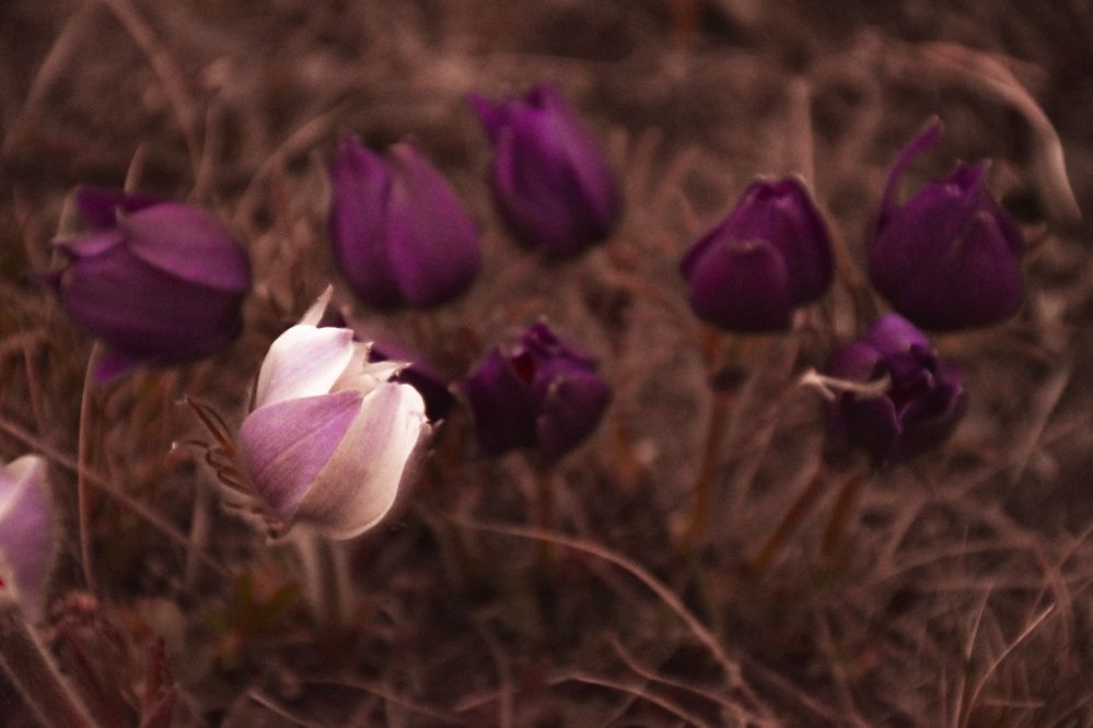 Photograph by Вера Пац