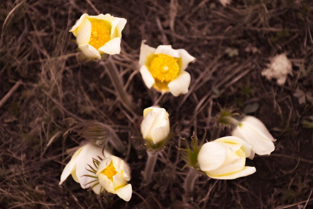 Photograph by Вера Пац