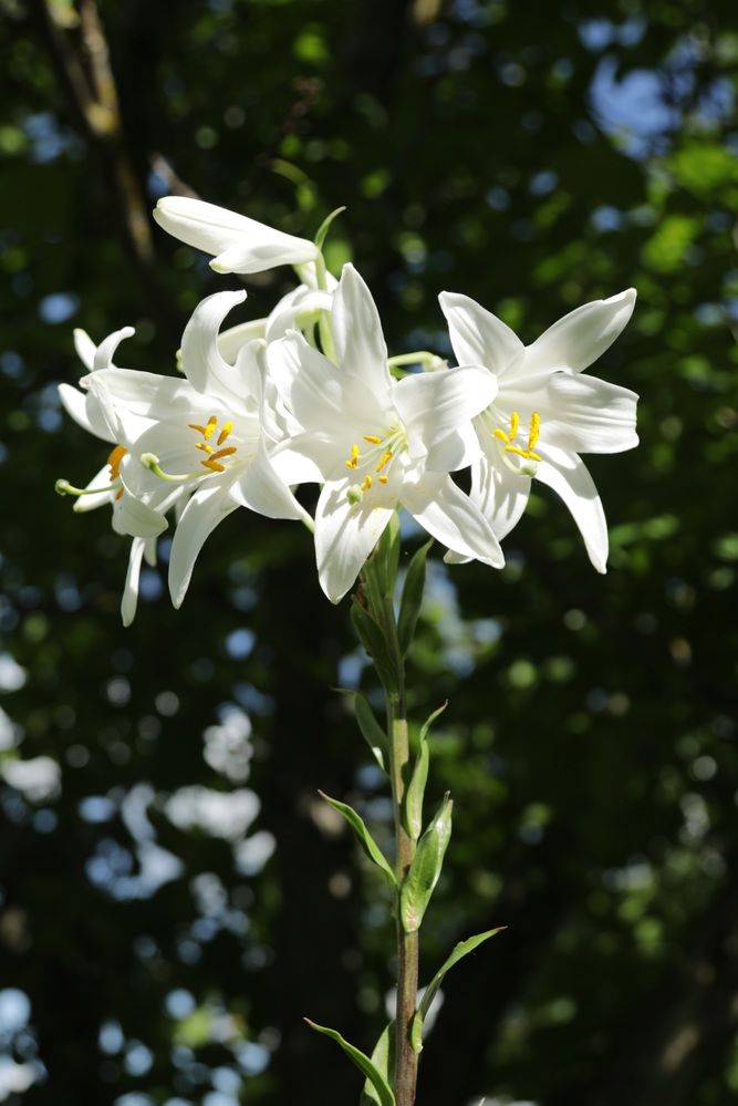 Фотография автора Елена Чурилова
