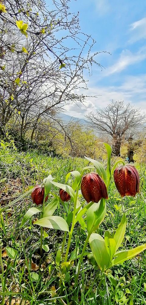 لاله های واژگون