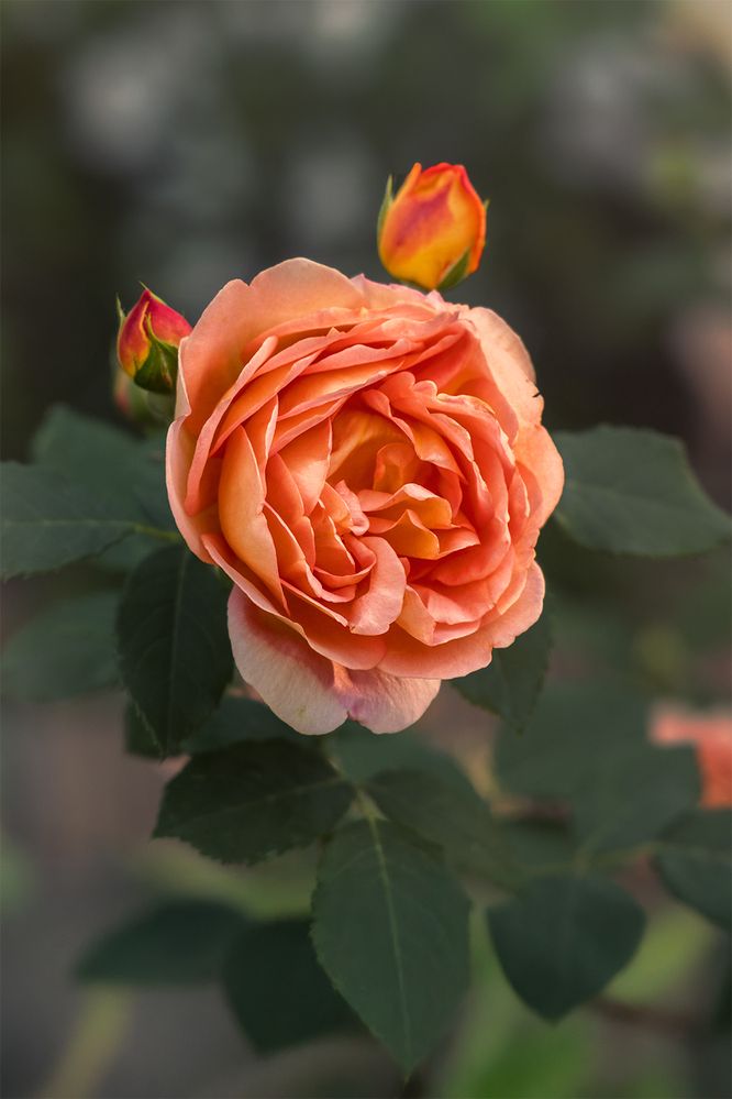 Photograph by Михаил Мак