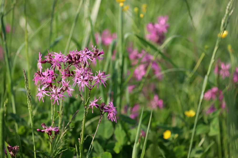 Photograph by Владимир Перминов