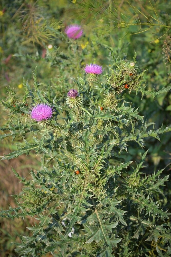 Photograph by Андрей Звездов