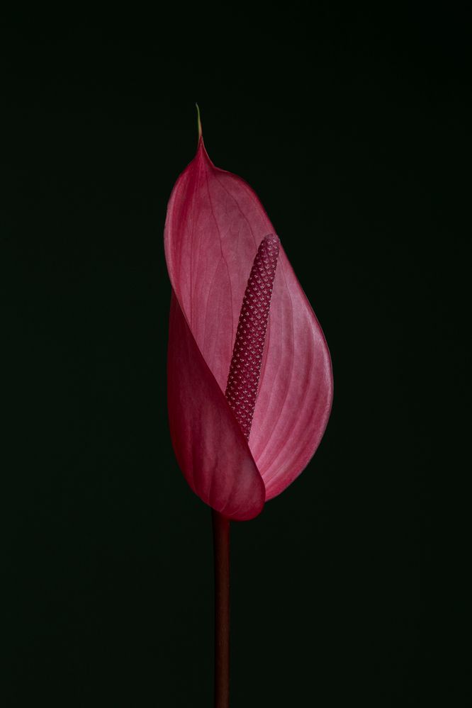 Solitary Anthurium