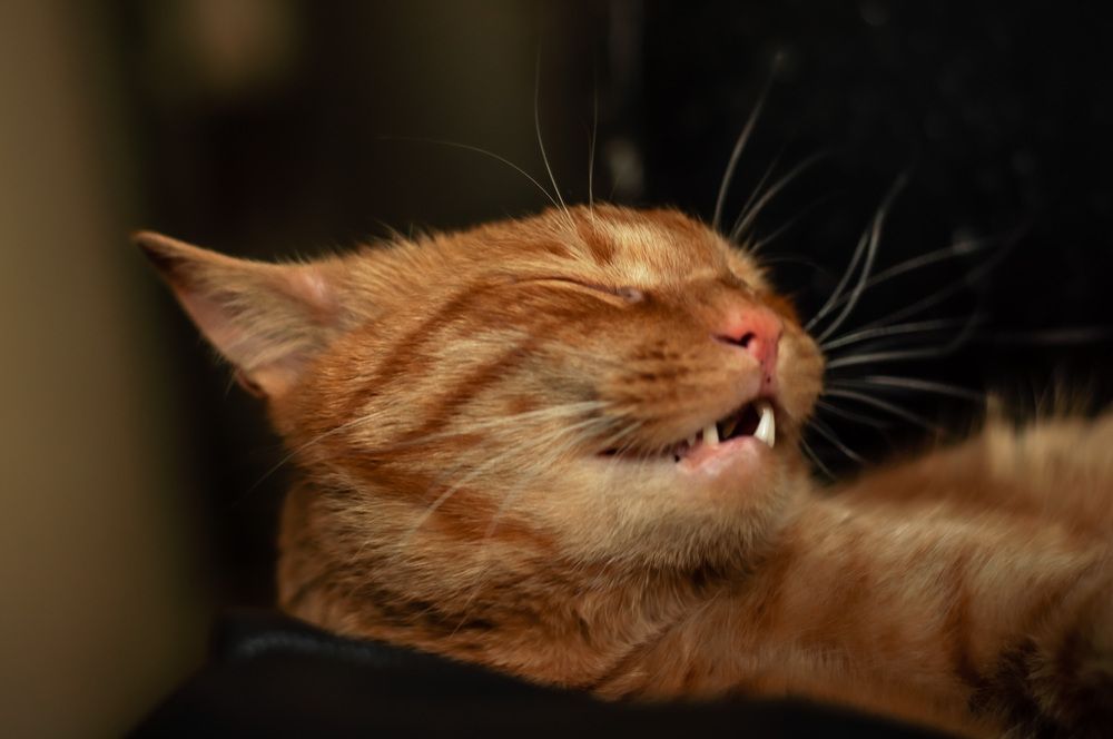 Photograph by Виктория Павлюк