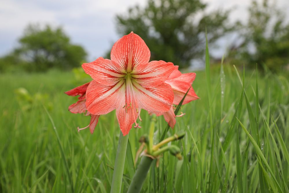 Фотография автора Елена Чурилова