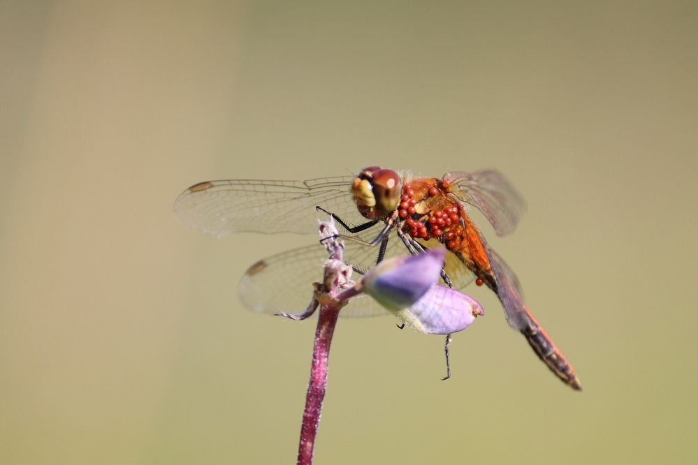 Photograph by Владимир Перминов