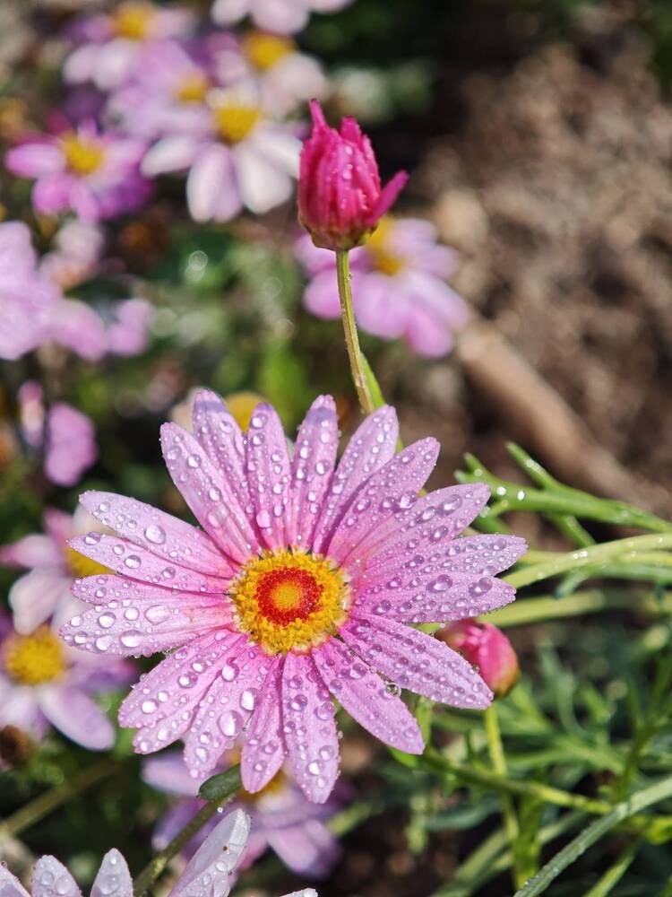 Photograph by Игорь Гомельский