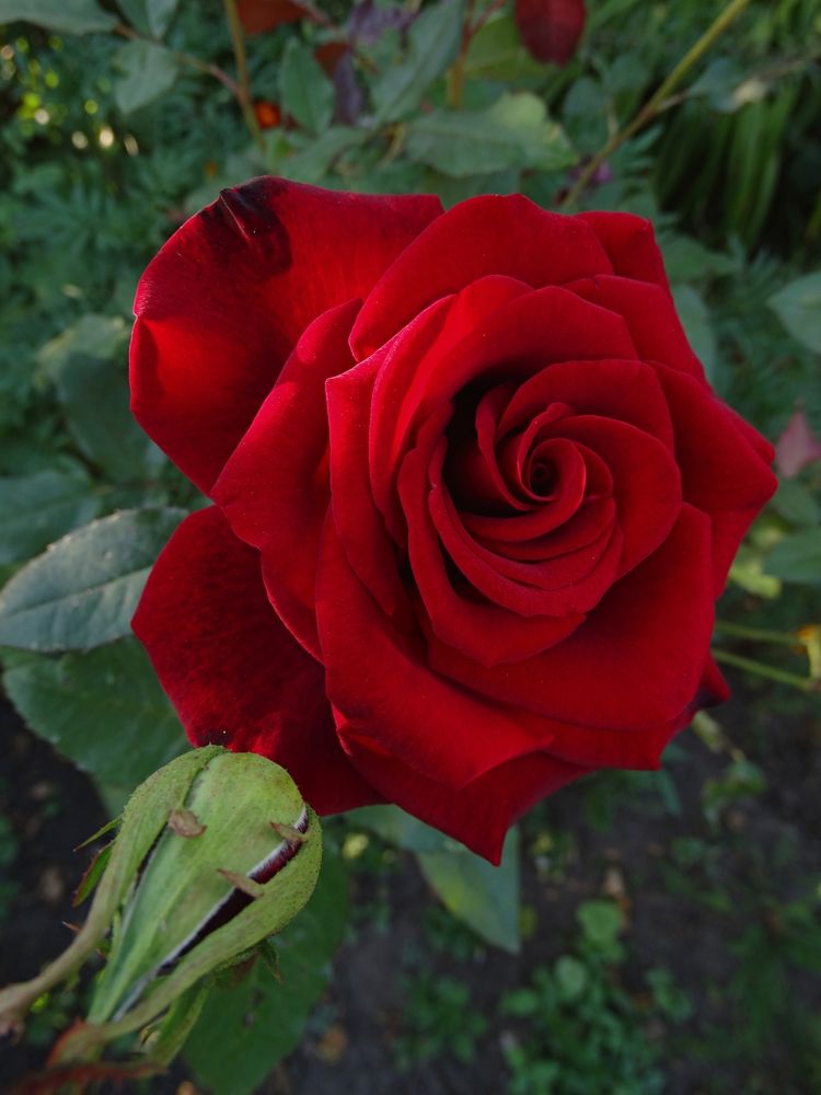 Photograph by Мария Широких