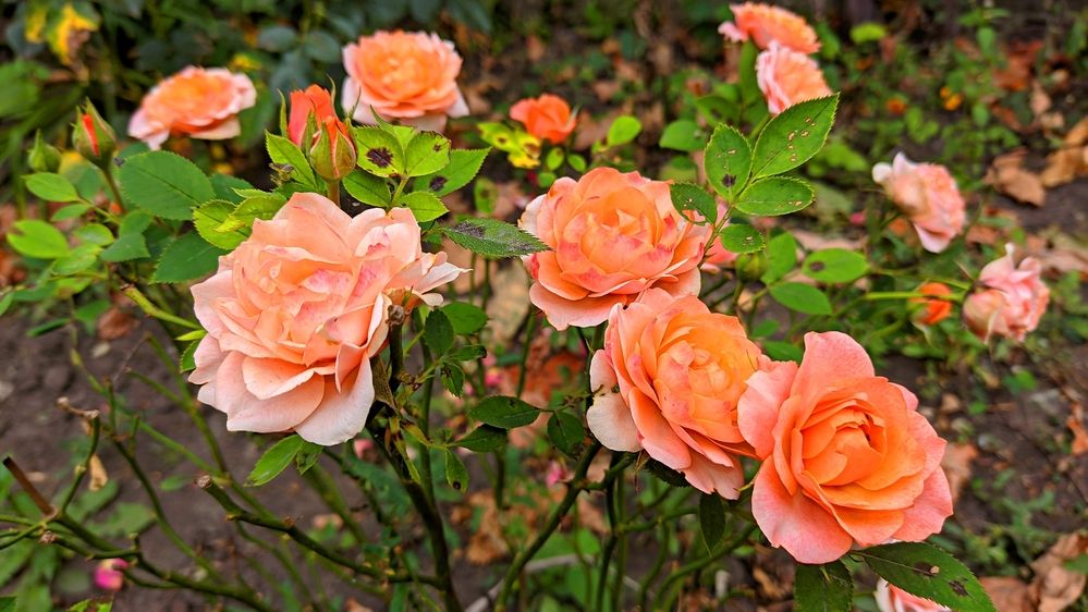 Photograph by Мария Широких