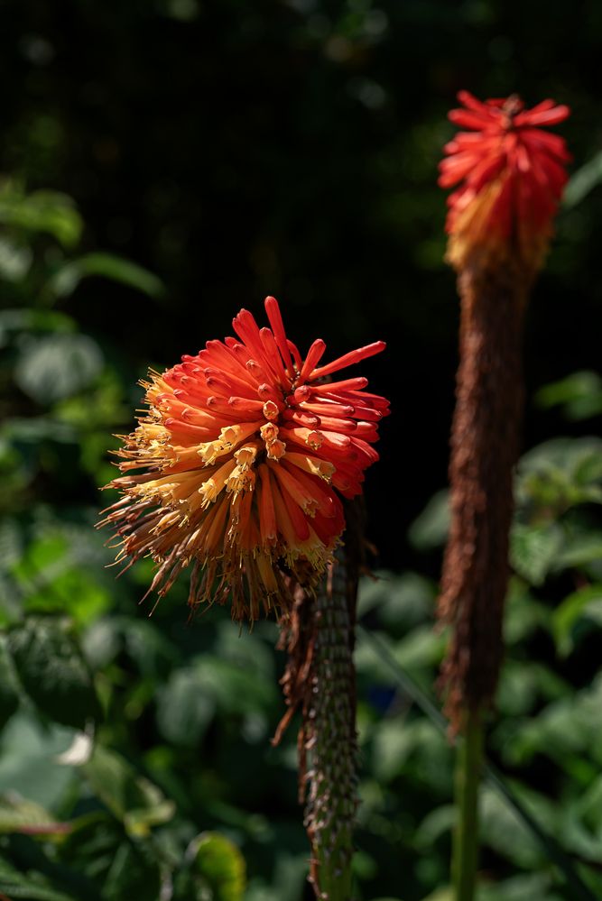 Фотография автора Branko Banko