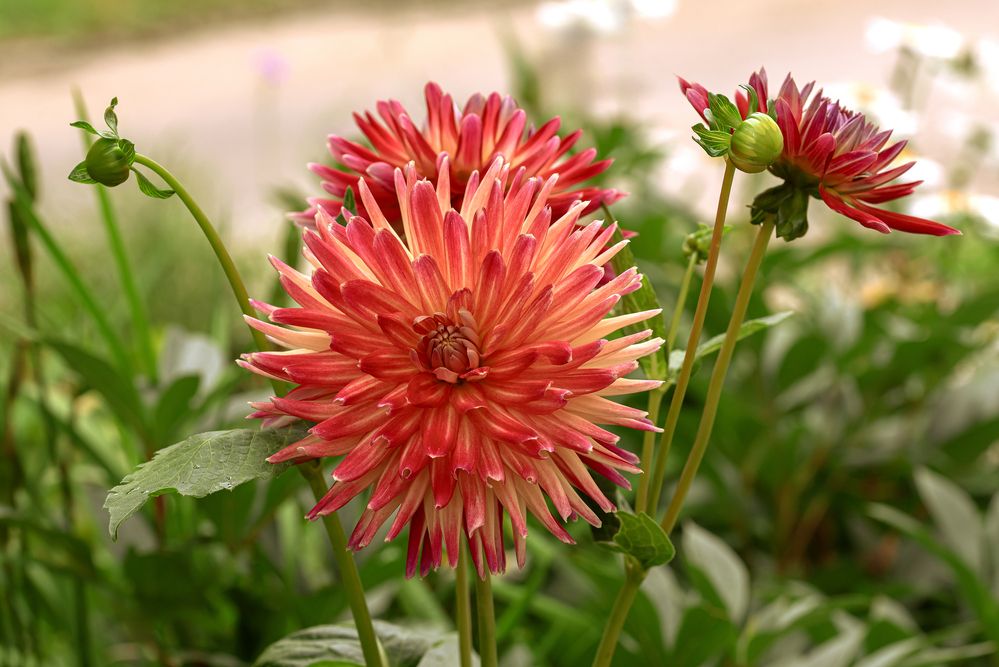 Фотография автора Branko Banko