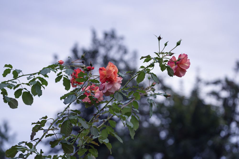 Фотография автора Branko Banko