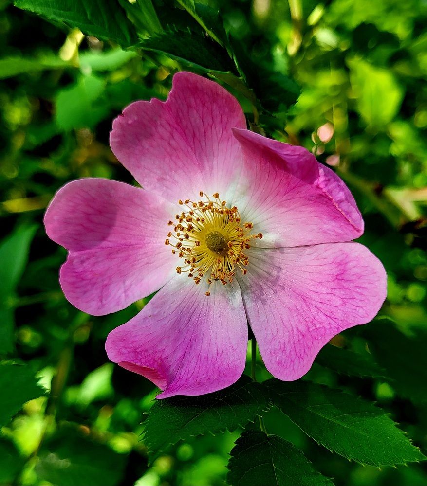 Photograph by Dmitrij Zykunov