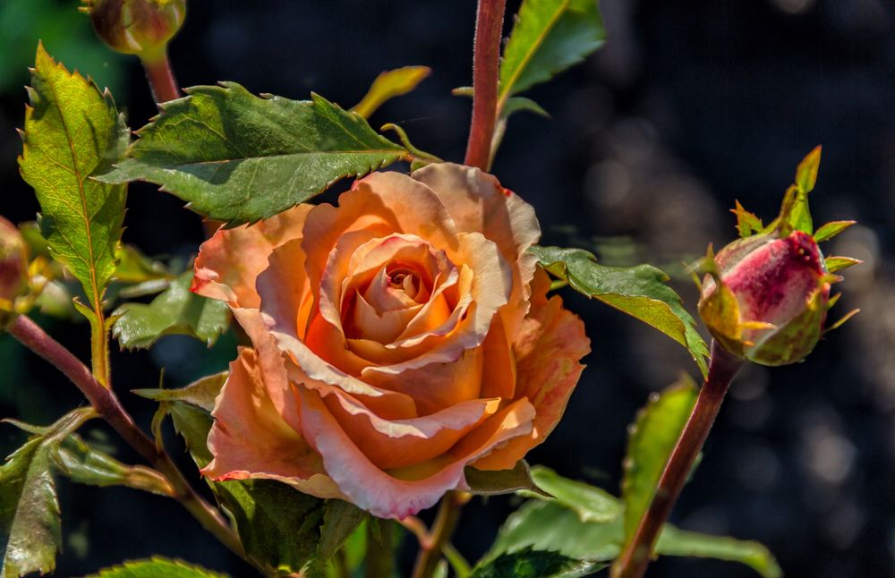 Photograph by Victor Pruhnitskiiy