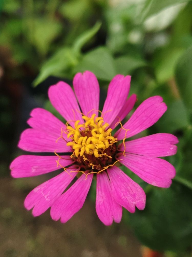 Photograph by Mimie Saari