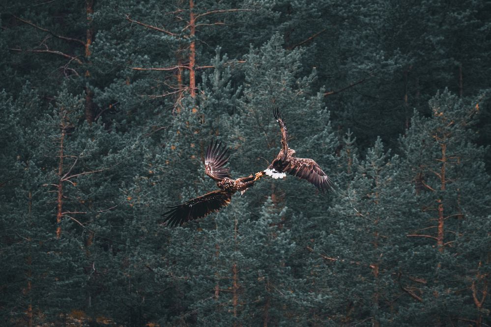 Photograph by Valentin Kolinko