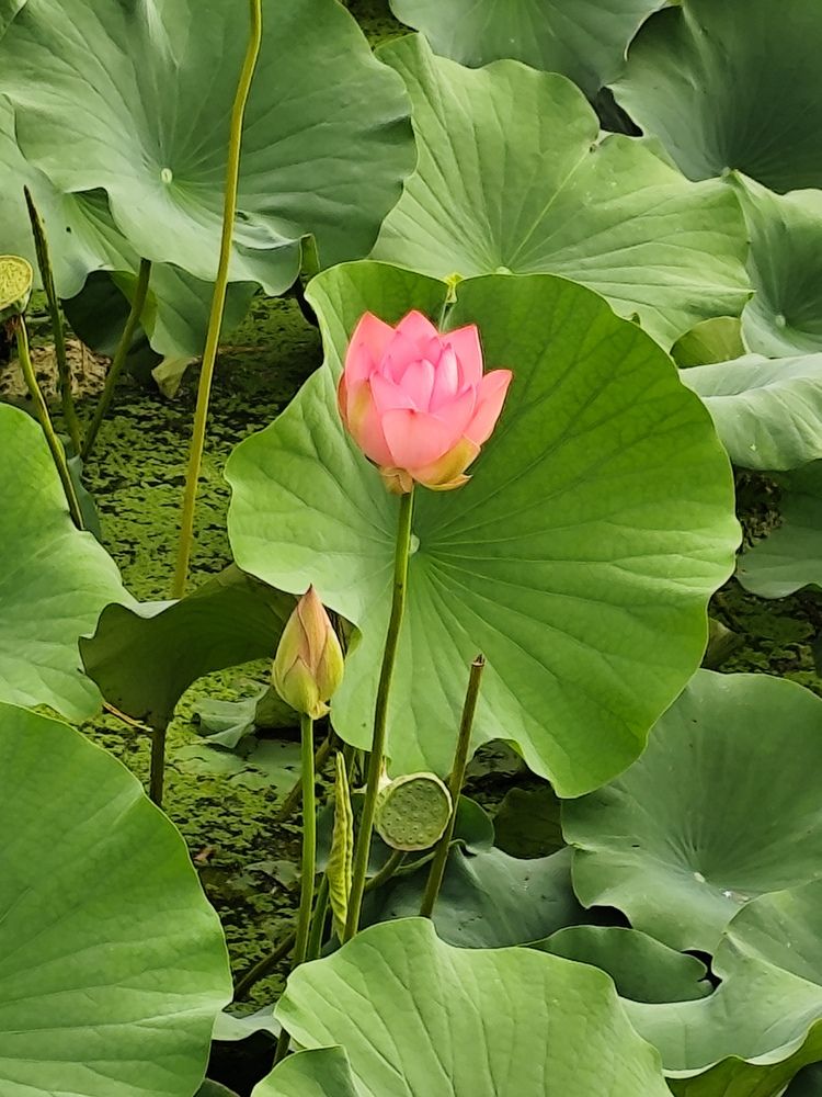 Photograph by Rehana