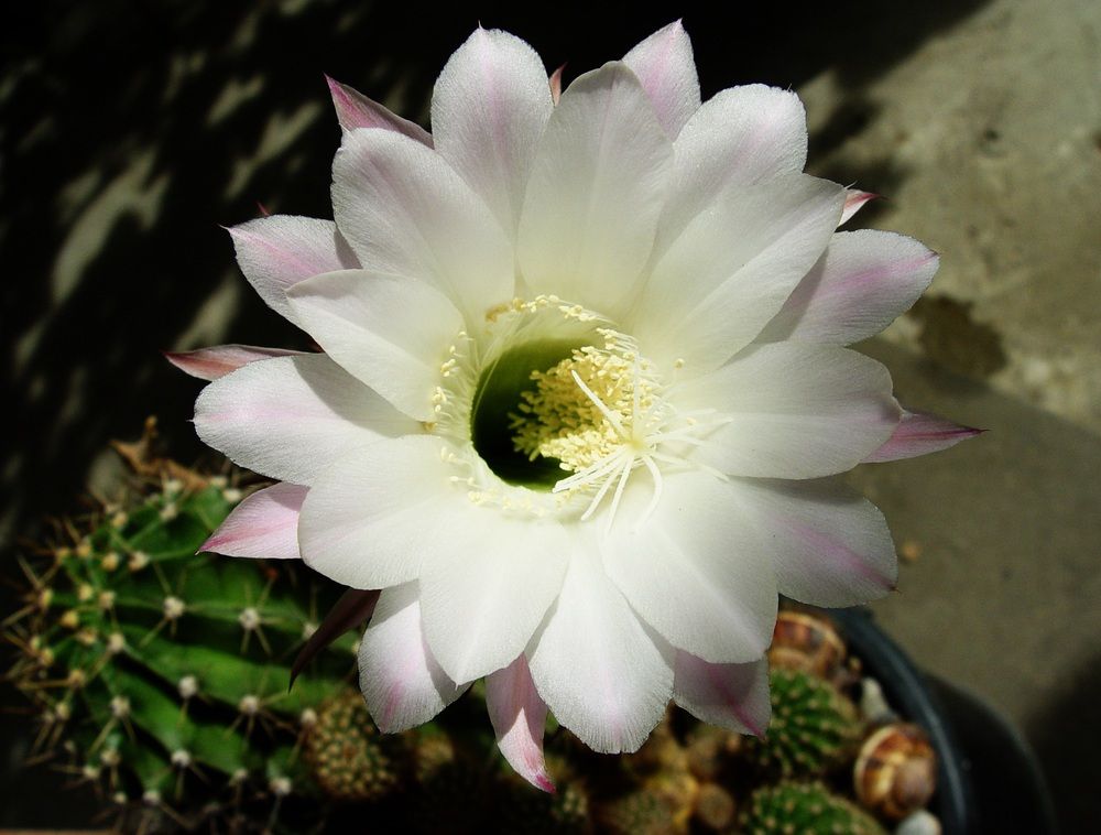 Photograph by Владимир Ким