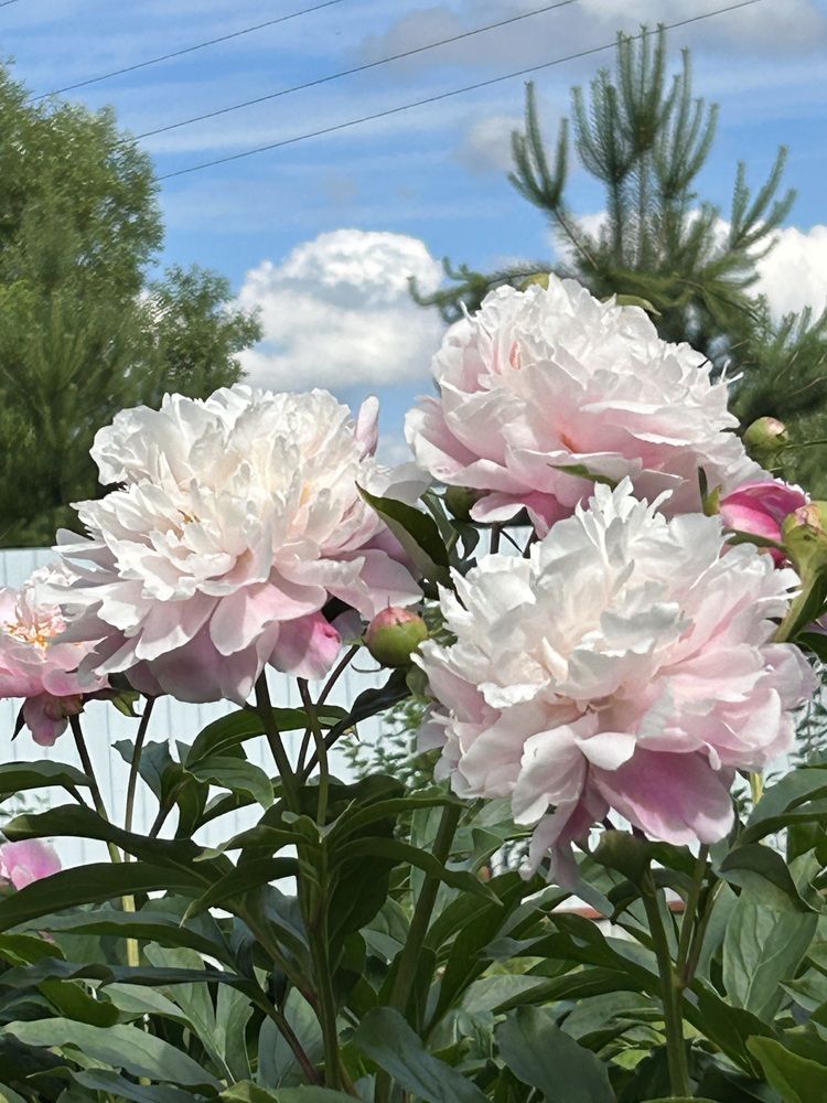 Photograph by Светлана Колышева