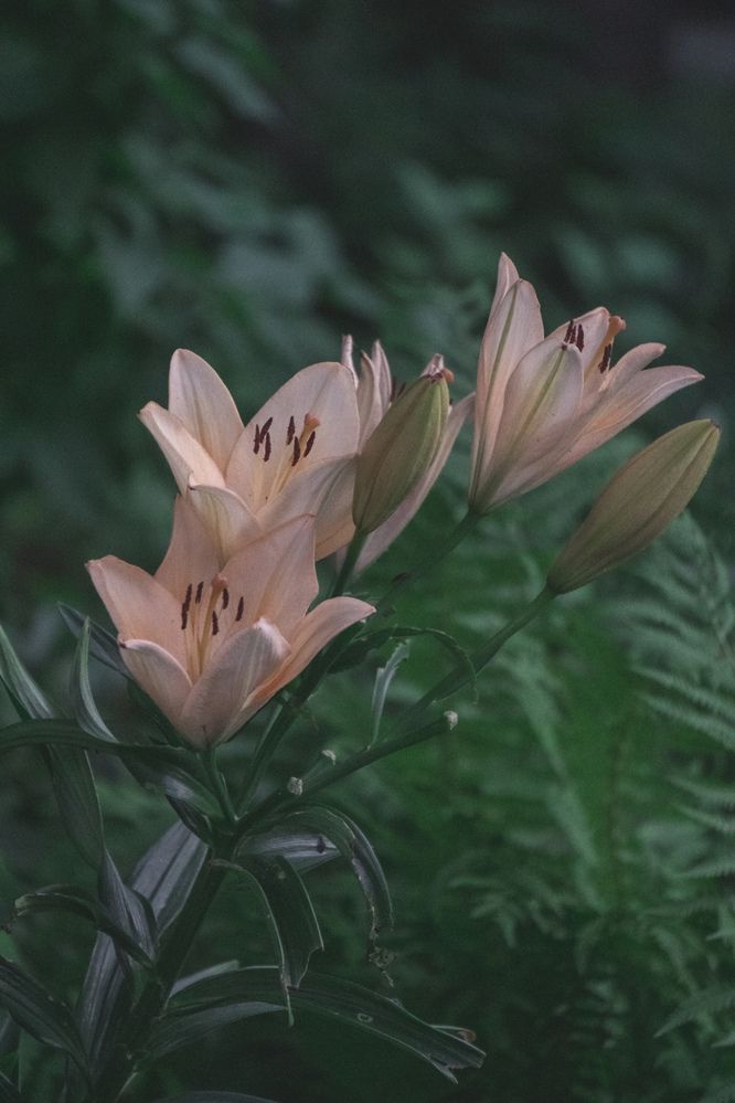 Photograph by Daniel Rain