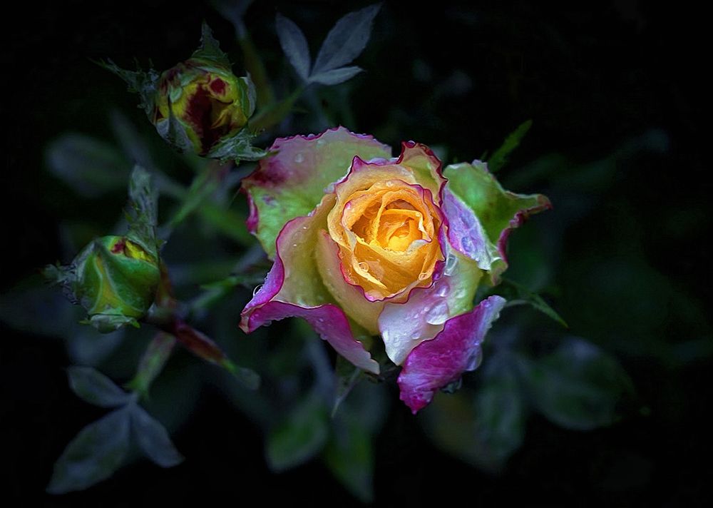 Фотография автора Е лена Е