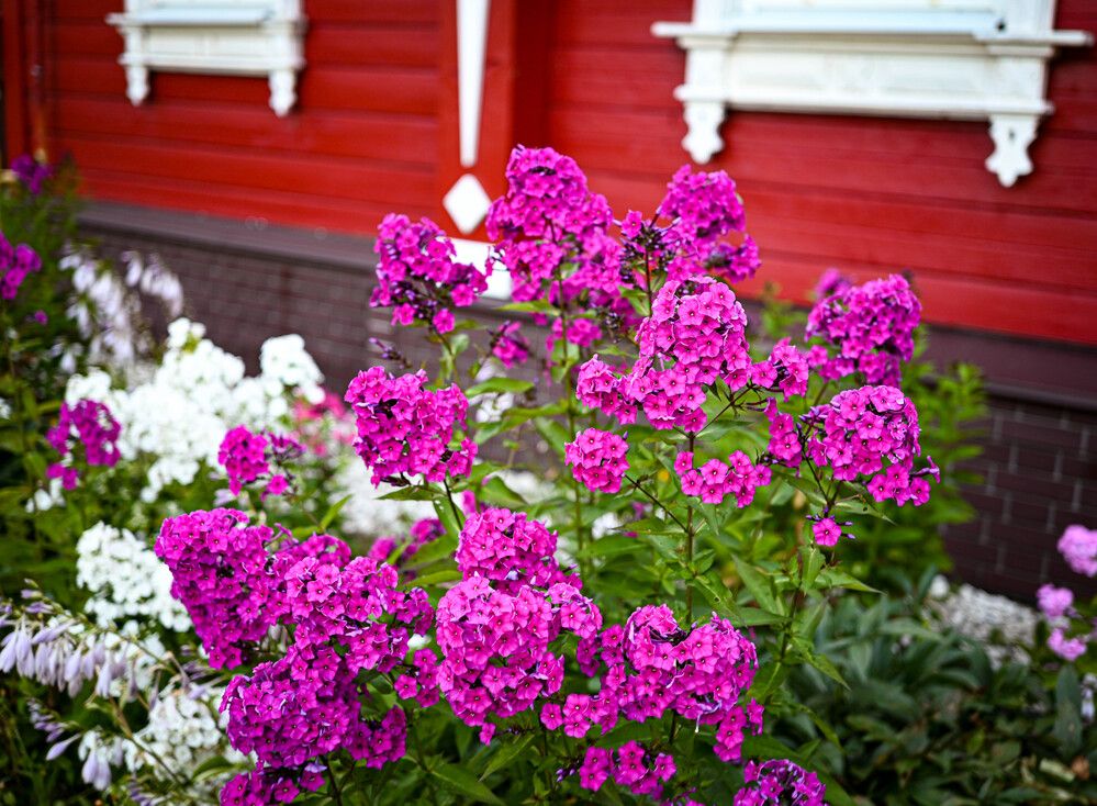 Флоксы под окнами. Июль 2025.