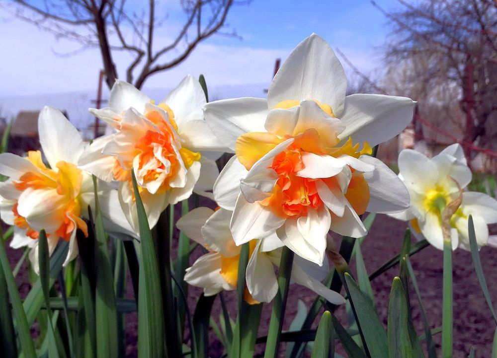 Махровые нарциссы