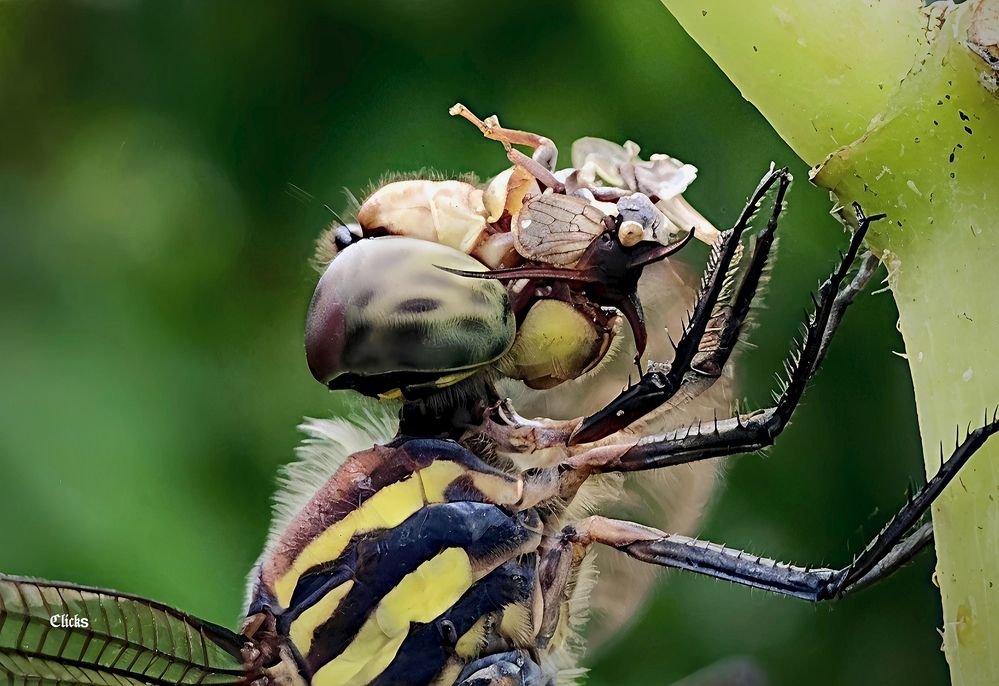 Photograph by Daipayan Mondal