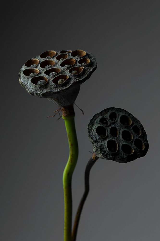 Photograph by Changiz Jalayer