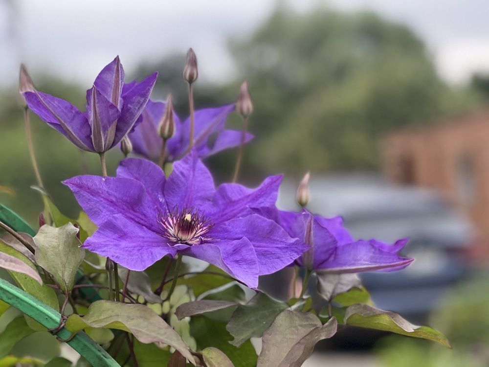 Photograph by Kira Ko