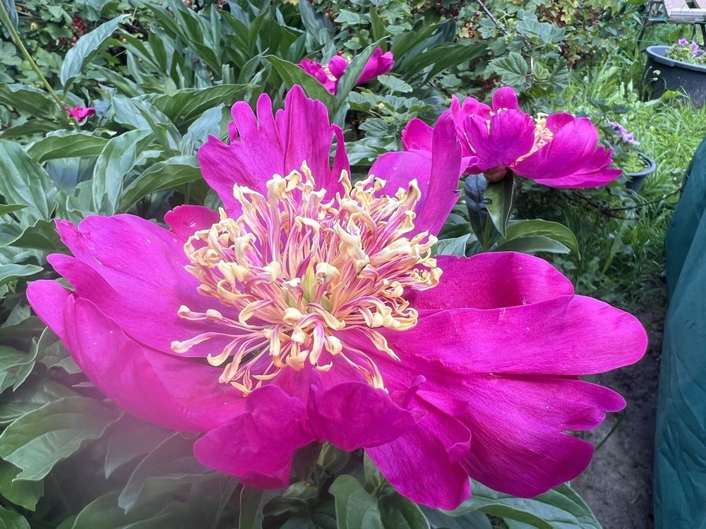 Photograph by Kira Ko