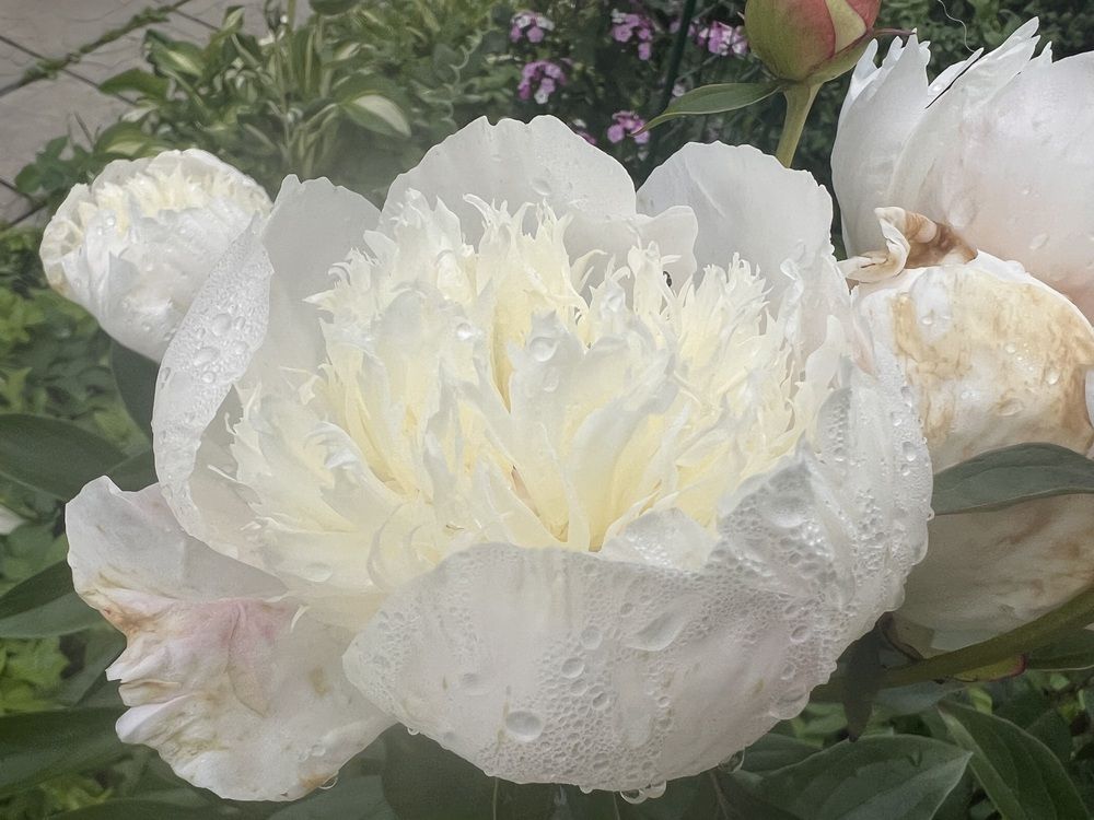 Photograph by Kira Ko