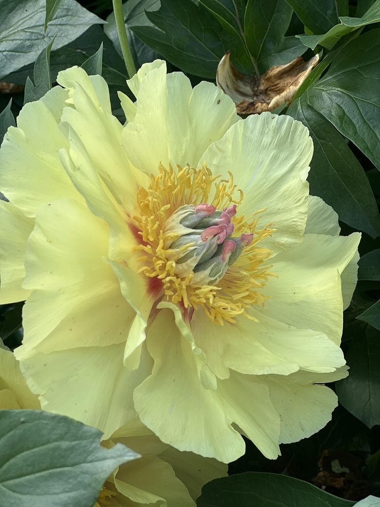 Photograph by Kira Ko