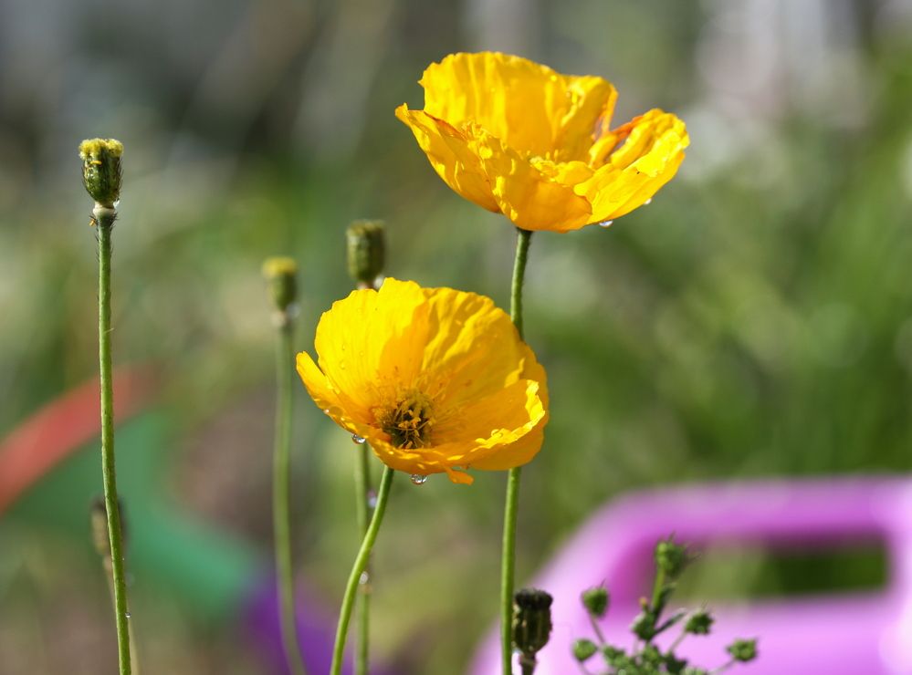 Фотография автора Nelya  Lysenko