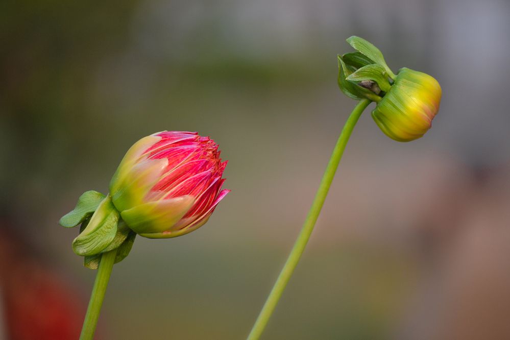 Photograph by Santanu Datta