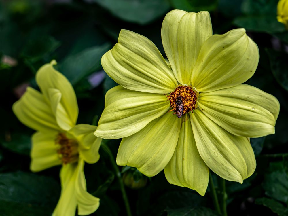 Фотография автора savitri Rawat