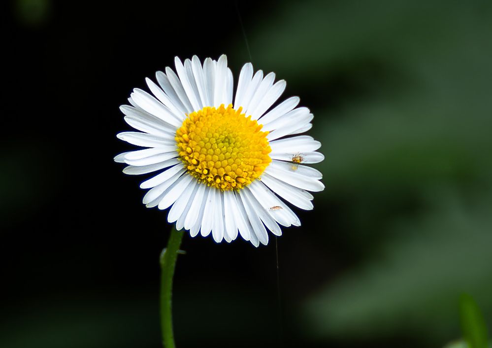 Photograph by Subhajit Basak