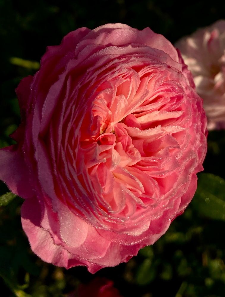 Фотография автора Галина Шиманцова