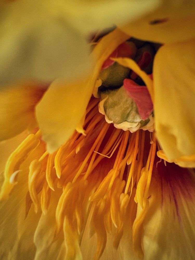 Фотография автора Галина Шиманцова