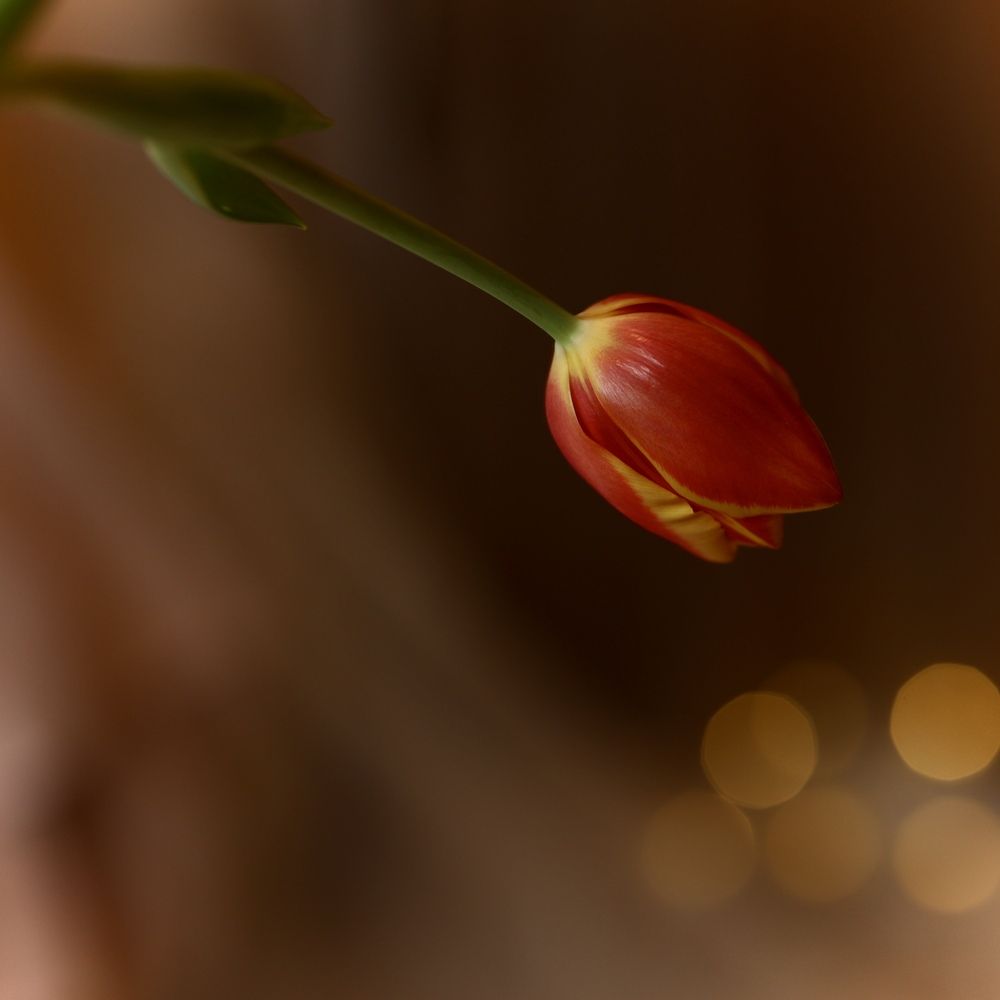 Фотография автора Alina Efimova