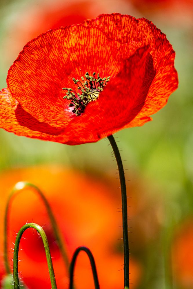 Photograph by OSCAR SAAVEDRA ROMERO