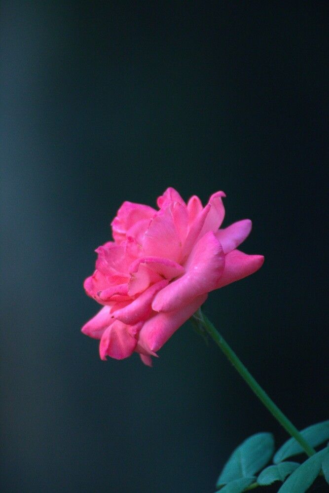 Photograph by Gr Marie