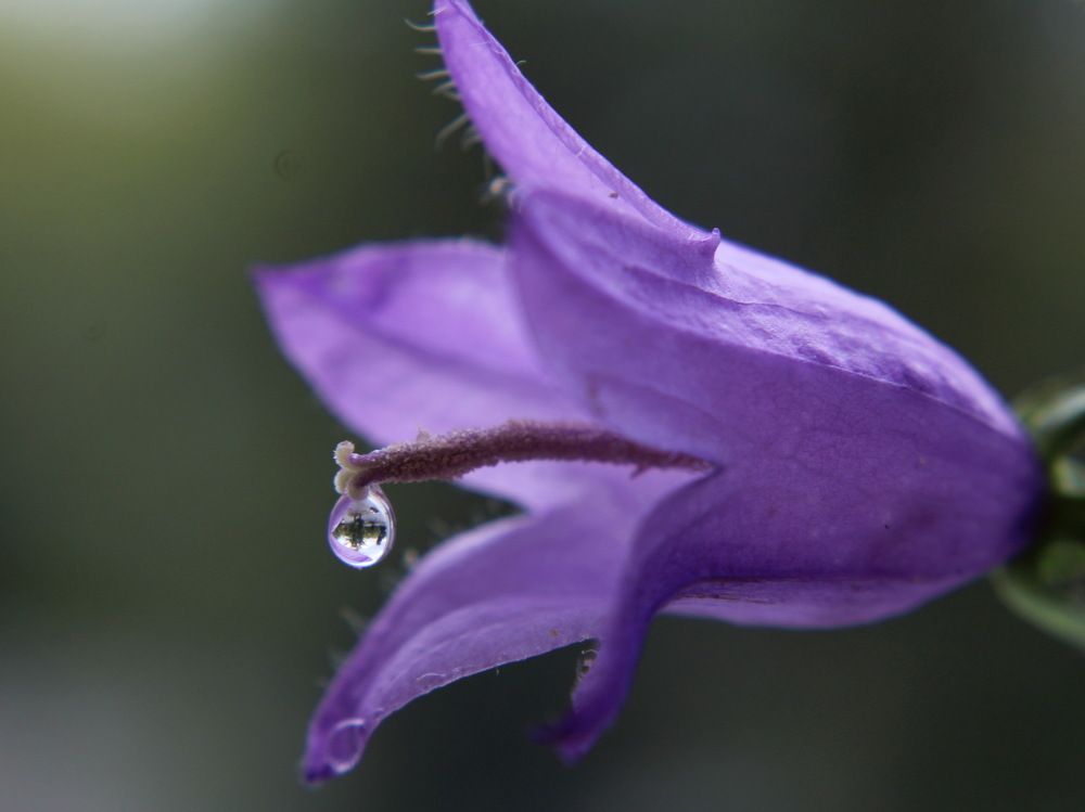Photograph by Сироткина Нина