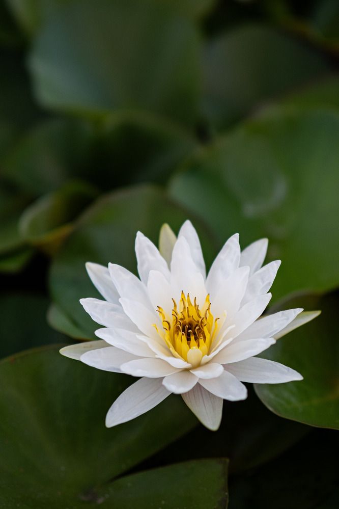 Фотография автора Доляна Горохова