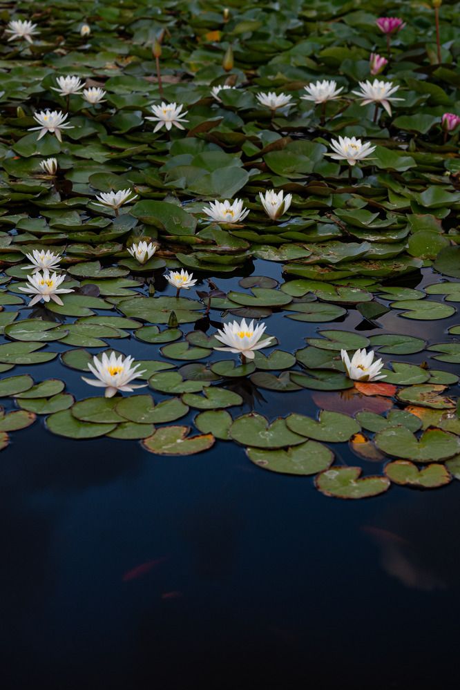 Фотография автора Доляна Горохова