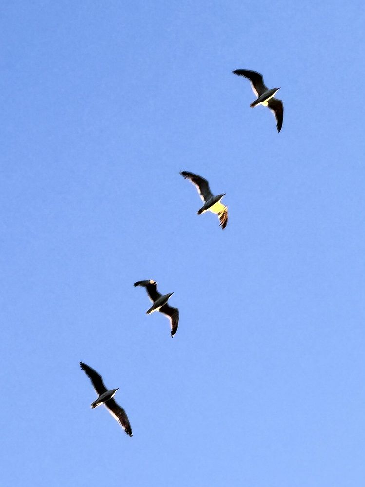 Фотография автора Галина Шиманцова