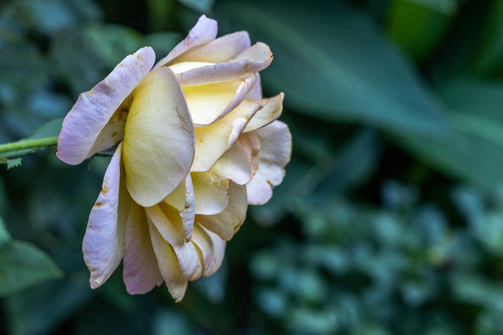Photograph by Бојичић Бојан